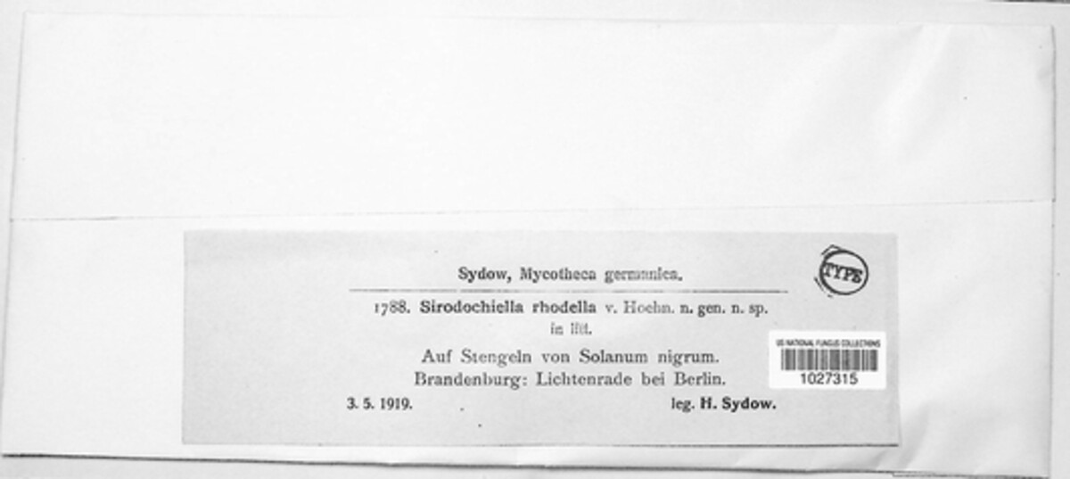 Sirodochiella rhodella image